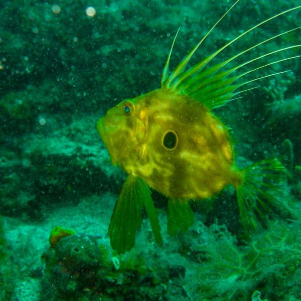 Riba Kovač Hippocampus Ronilački Centar Istra